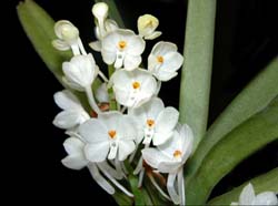 ascocentrum_ampullaceum_album_cd