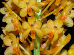 ascocentrum_aurantiacum_ws_cs