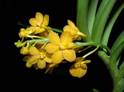 ascocentrum_curvifolium_ gelb_cd