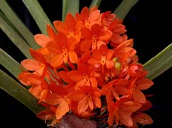 ascocentrum_curvifolium_ws_cd