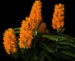 ascocentrum_miniatum_cd