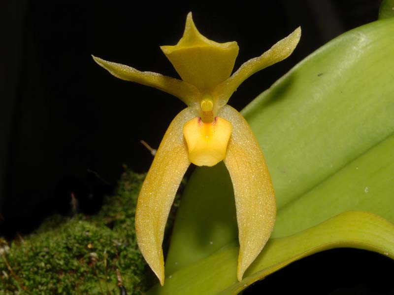 Bulbophyllum_pileatum_ws_cd