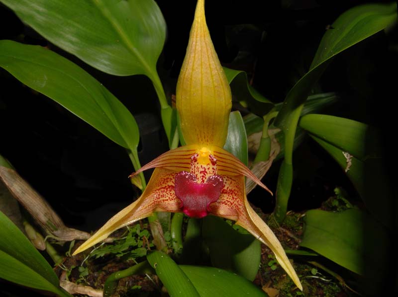 Bulbophyllum_uniflorum2_ws_cd