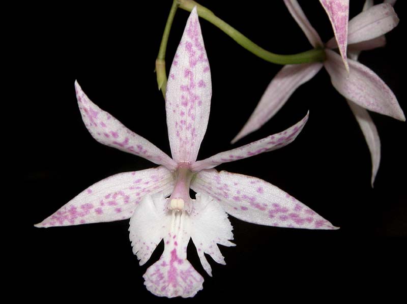 barkeria spectabilis x epi. criniferum_cd