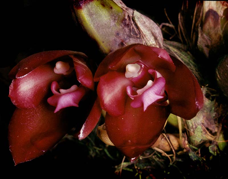 bifrenaria_atropurpurea_cd