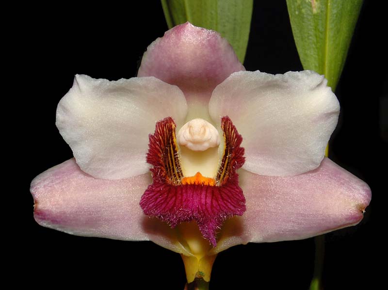 bifrenaria_harrisonae_ws_cd