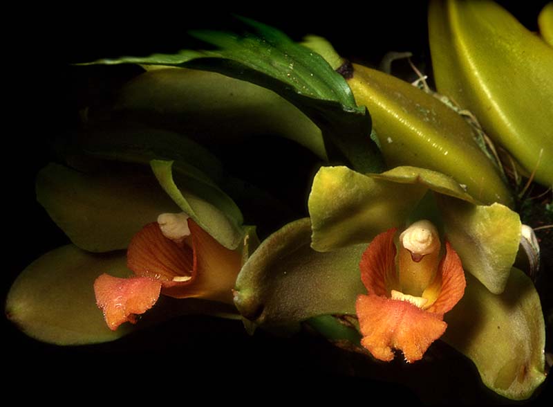 bifrenaria_inodora_cd