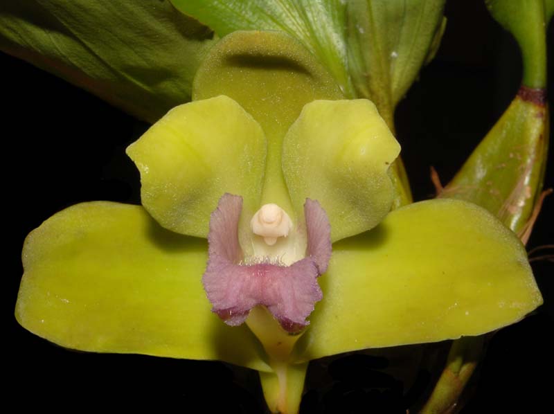 bifrenaria_inodora_ws_cd