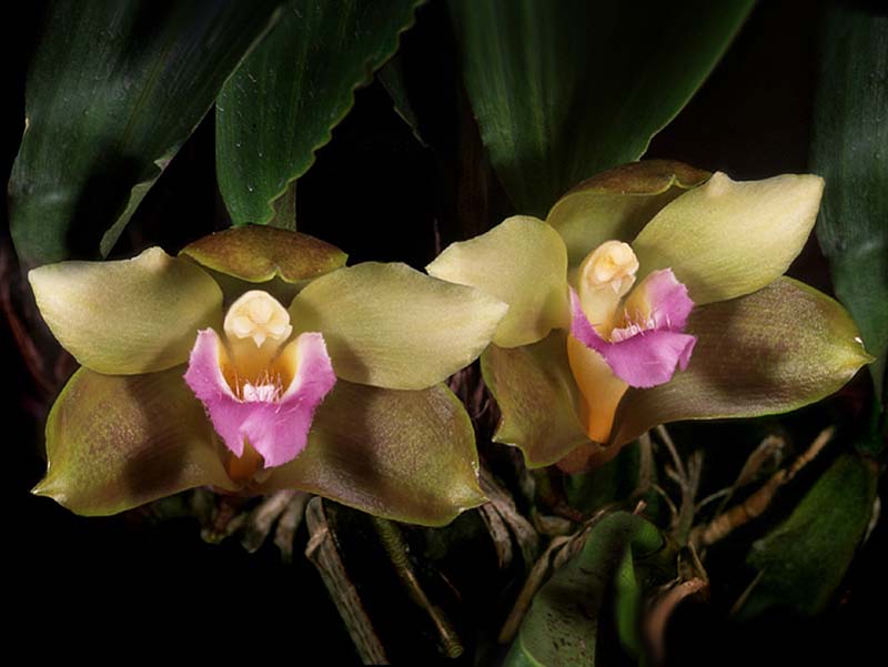 bifrenaria_parvula_cd