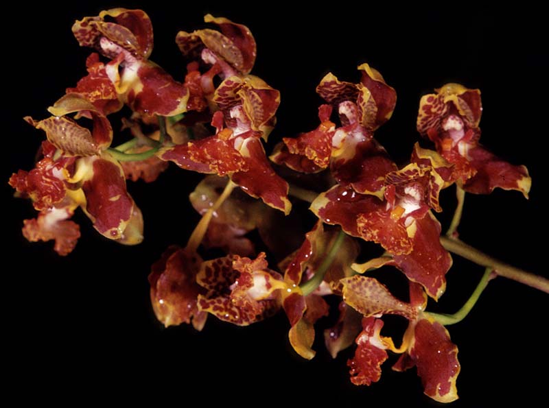 bifrenaria_saxicola_cd