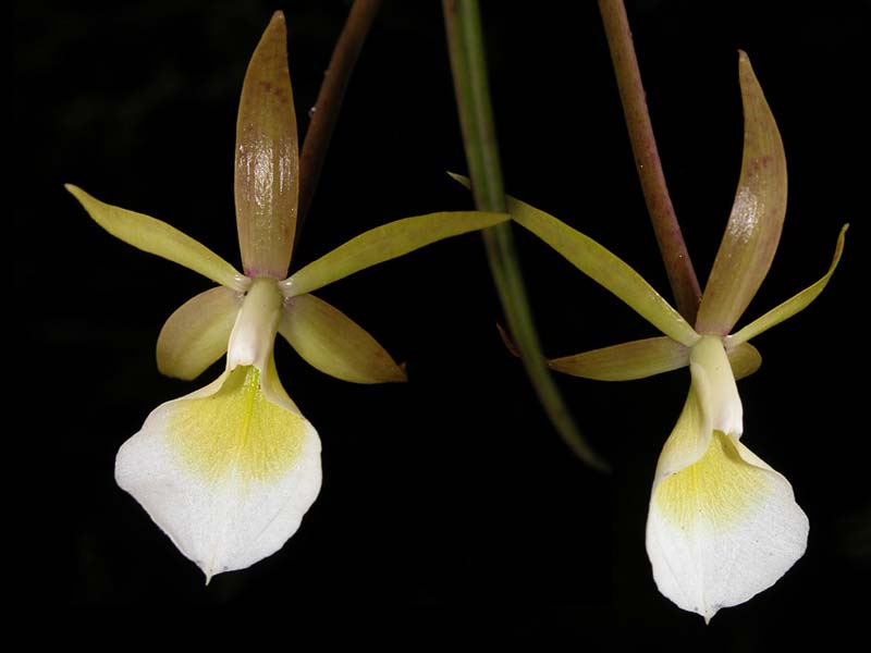 brassavola_amazonica_cd