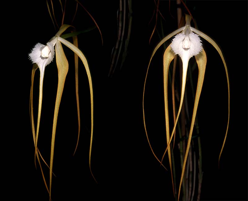 brassavola_cucullata_cd