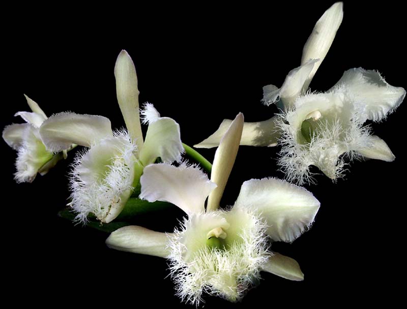 brassavola_digbyana_cd