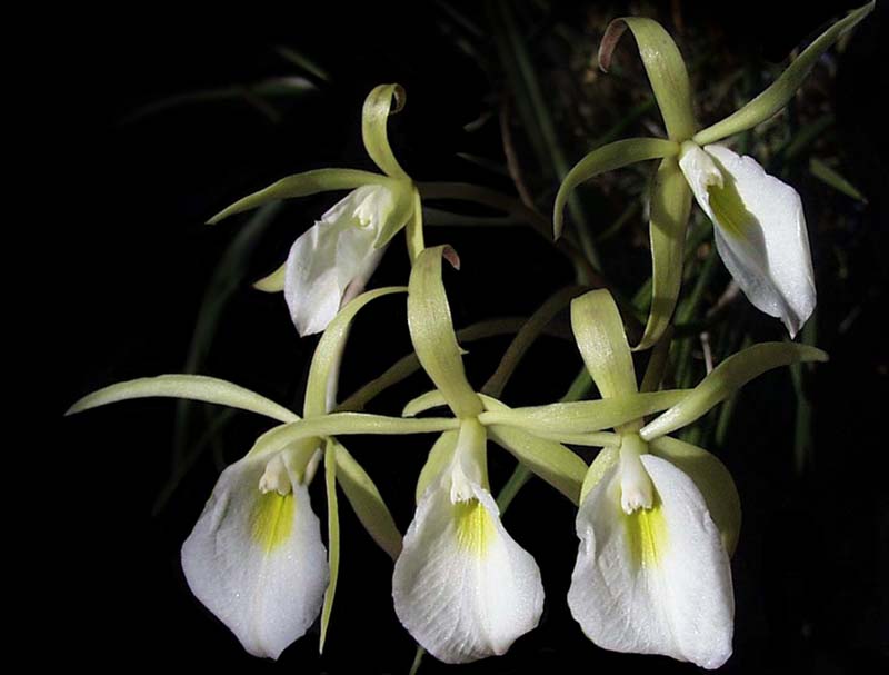 brassavola_fragrans_cd