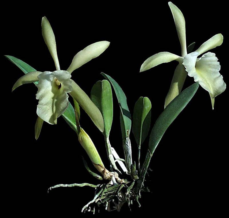 brassavola_glauca_cd