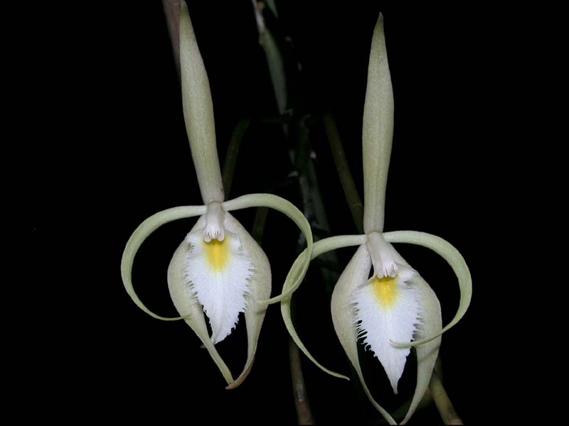 brassavola_martiana2_cd