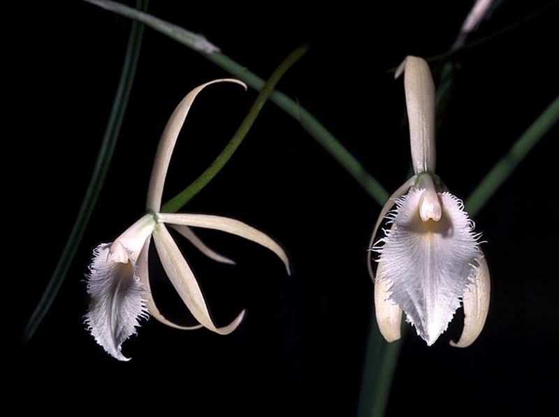 brassavola_martiana_cd