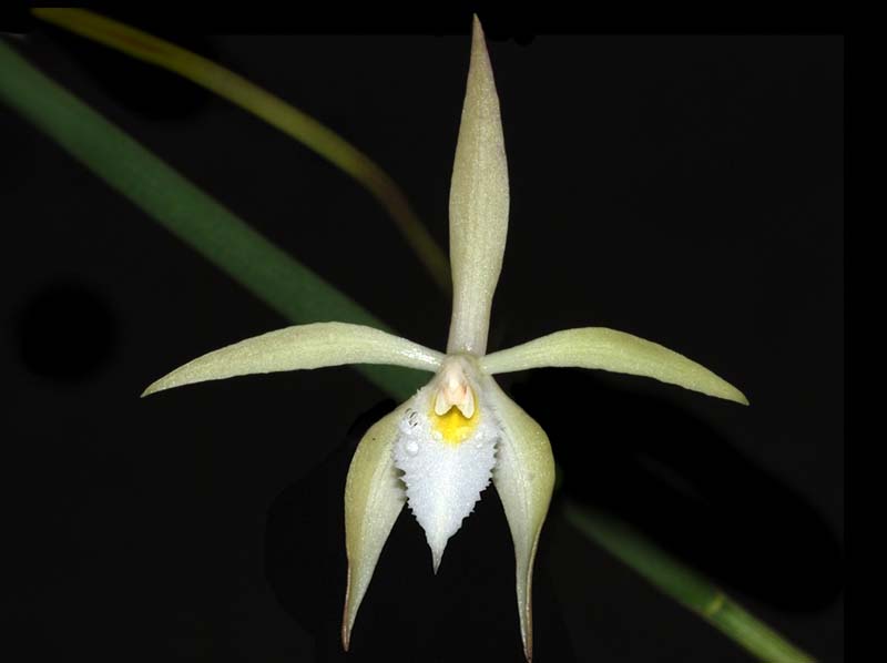 brassavola_martiana_ws_cd