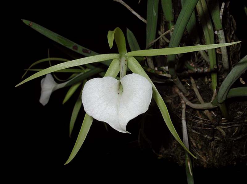 brassavola_nodosa_cd