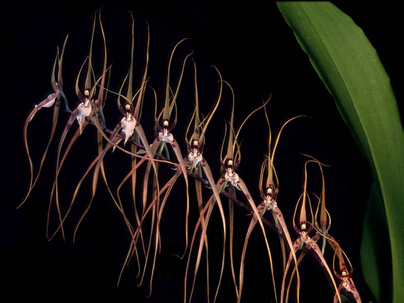 brassia_antherotes_cd