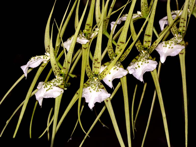 brassia_verrucosa_cd