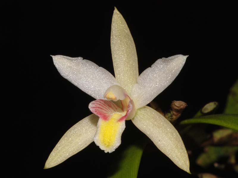 bromhedia_aporoides2_ws_cd