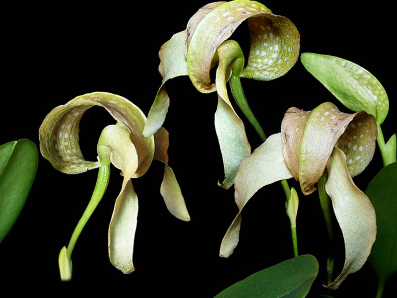 bulbophyllum_ bufordiense 2_cd