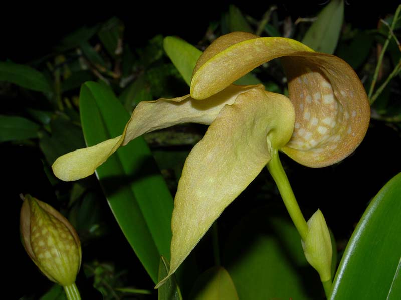 bulbophyllum_ bufordiense_ws_cd