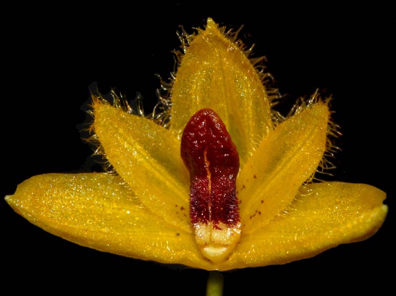 bulbophyllum_aestivale_ws_cd