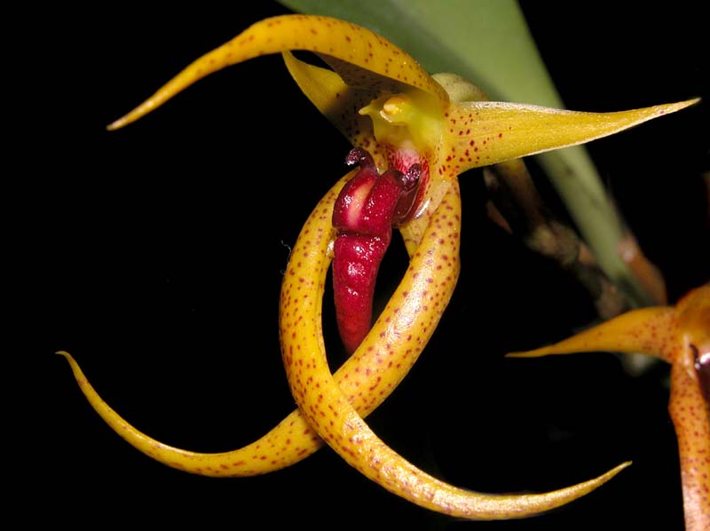 bulbophyllum_aff_levanae_ws_cd