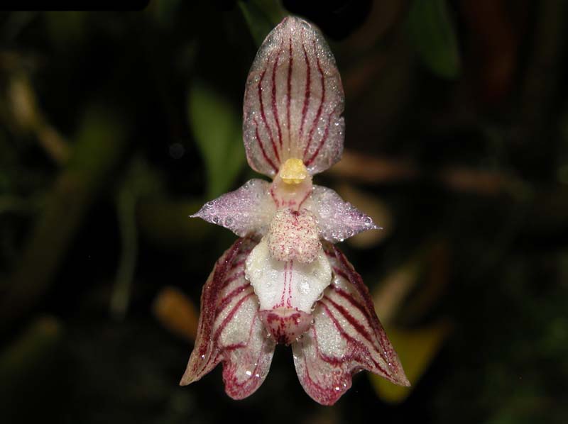 bulbophyllum_ambrosia2_ws_cd