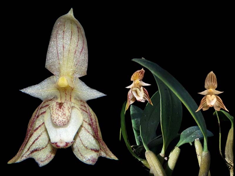 bulbophyllum_ambrosia_cd