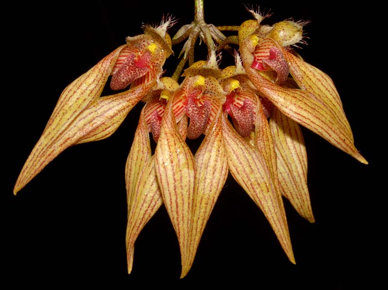 bulbophyllum_annandalei2_ws_cd