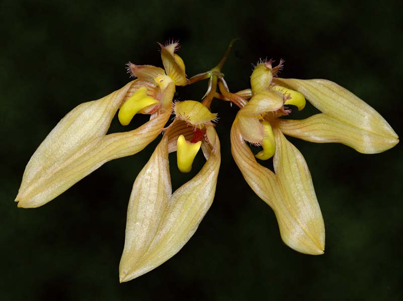 bulbophyllum_annandalei_ws_cd