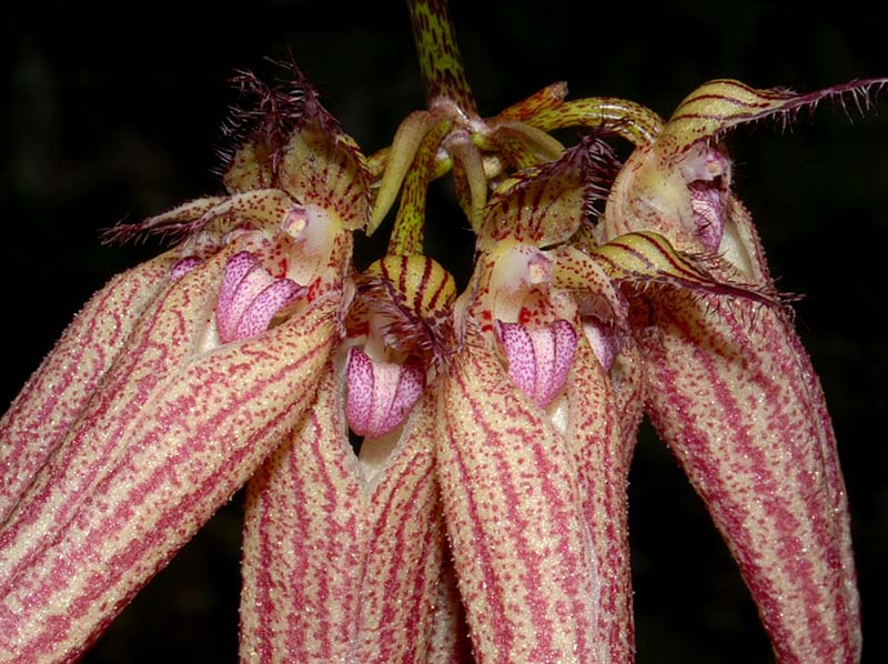 bulbophyllum_anne_bucklebury_ws_cd