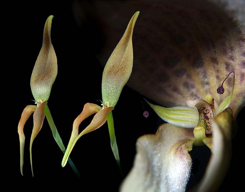 bulbophyllum_antenniferum_cd