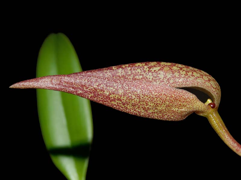 bulbophyllum_arfakianum_ws_cd