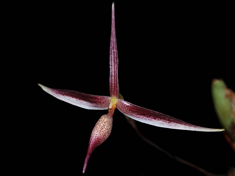 bulbophyllum_aristilabre_ws_cd