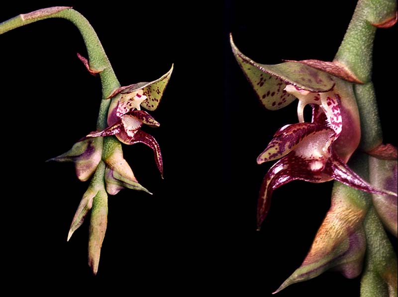 bulbophyllum_atropurpureum_cd