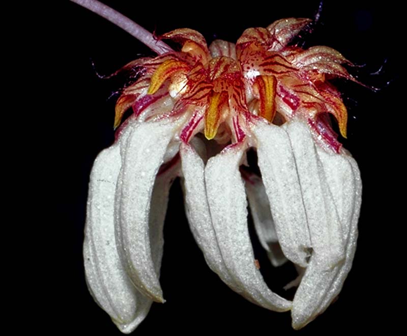 bulbophyllum_aureum_cd