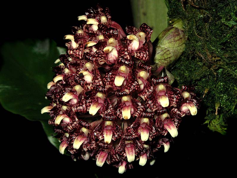 bulbophyllum_beccarii2_cd