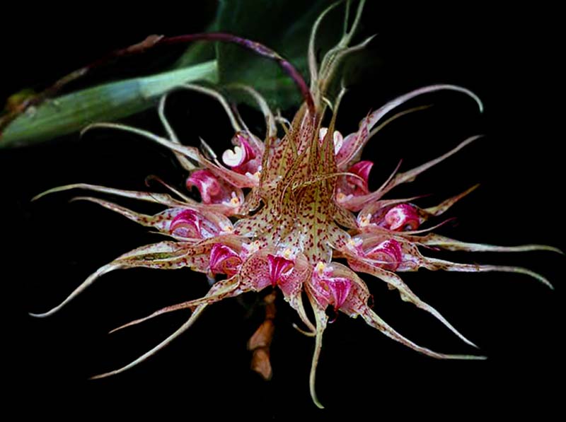 bulbophyllum_binnendijkii_cd