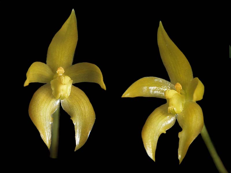 bulbophyllum_bisetum2_cd