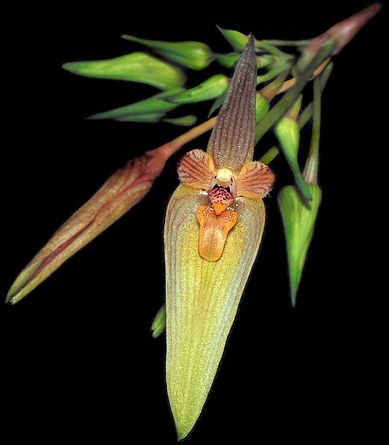 bulbophyllum_blephariste_cd