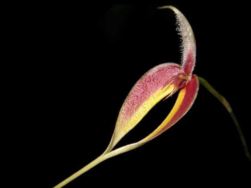 bulbophyllum_blumei_cd