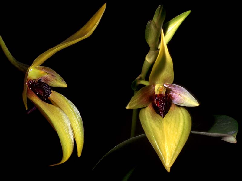 bulbophyllum_carunculatum_cd