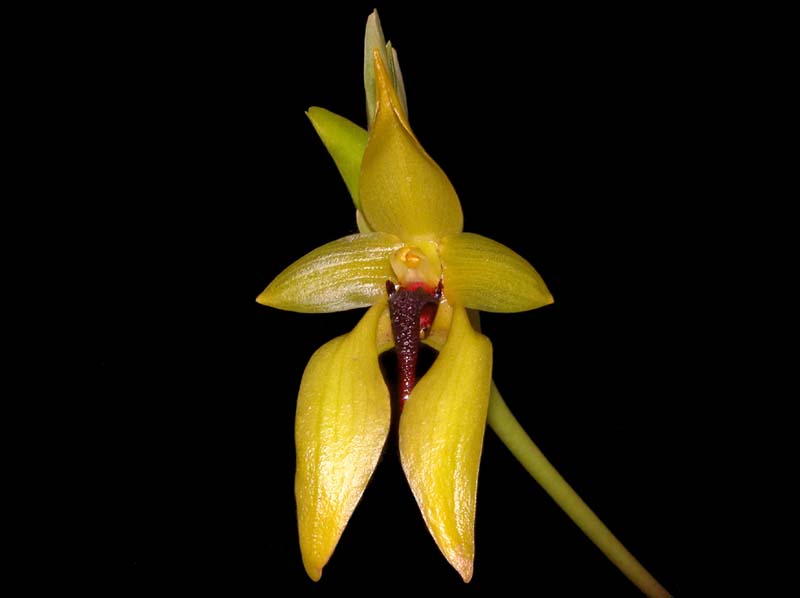 bulbophyllum_carunculatum_ws_cd