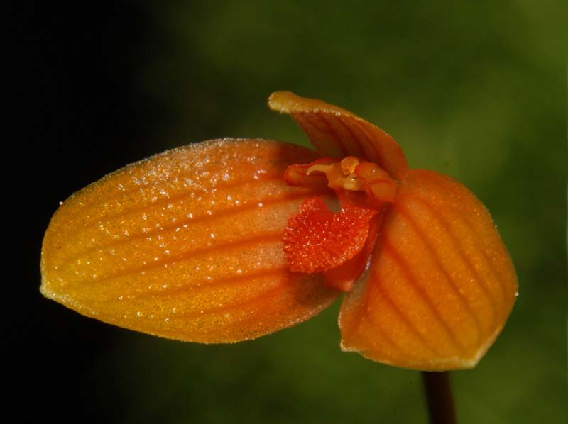 bulbophyllum_cernuum_ws_cd