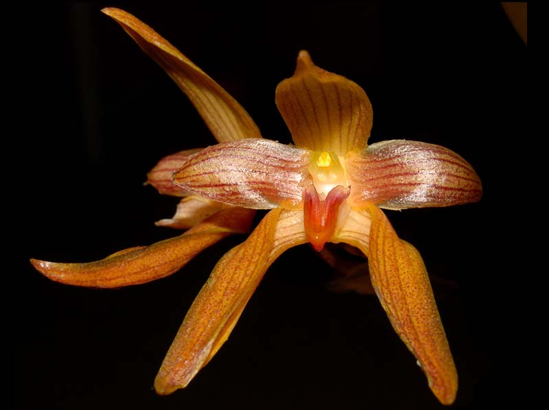 bulbophyllum_cootesii_ws_cd