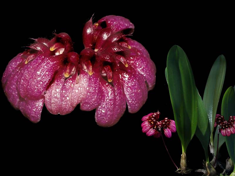 bulbophyllum_coroliferum2_cd